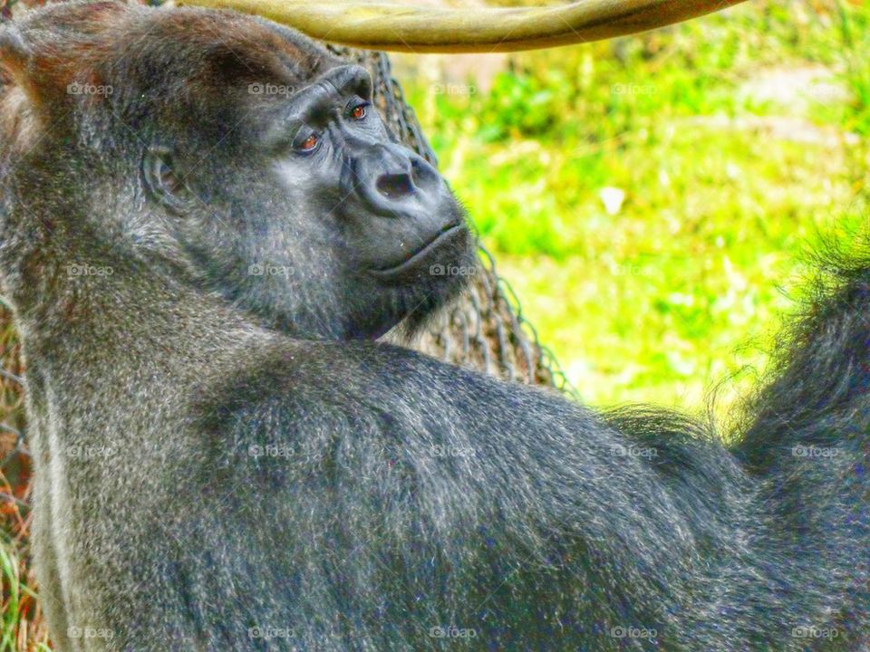 Silverback Gorilla