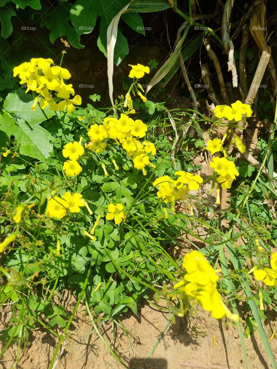 Here, Flowers that are seen a lot in spring