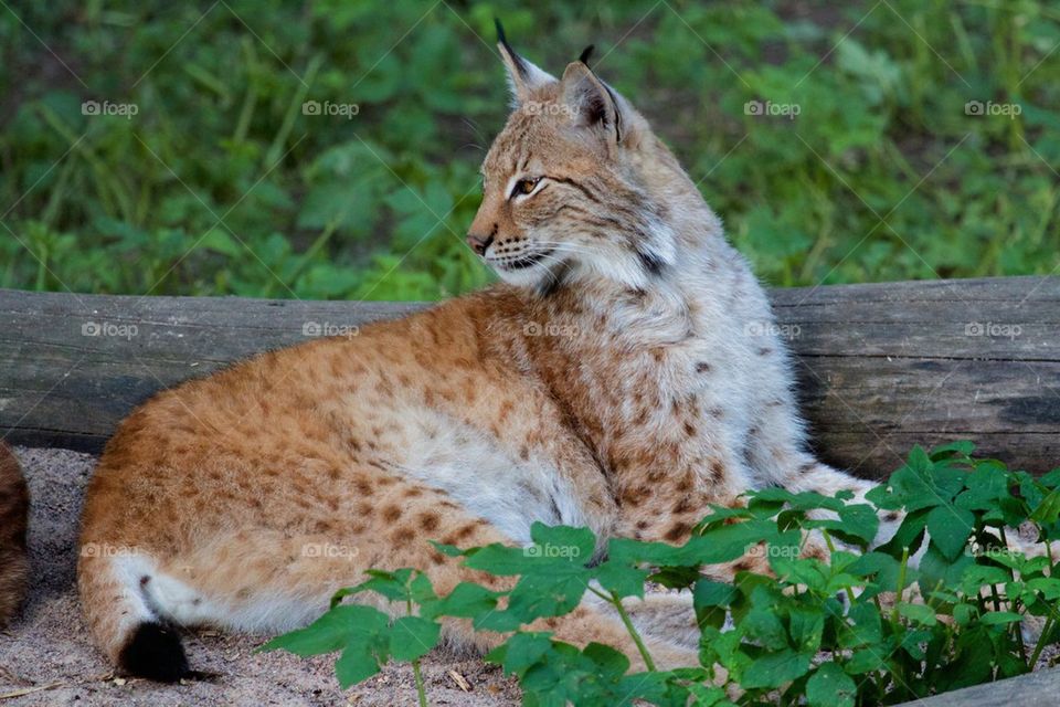 Lynx