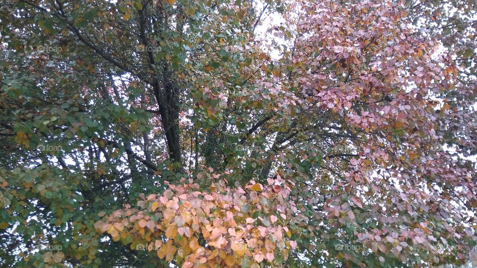 Autumnal Tree