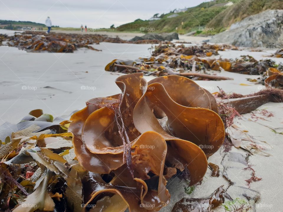 Strange seaweed on a beach in Ireland