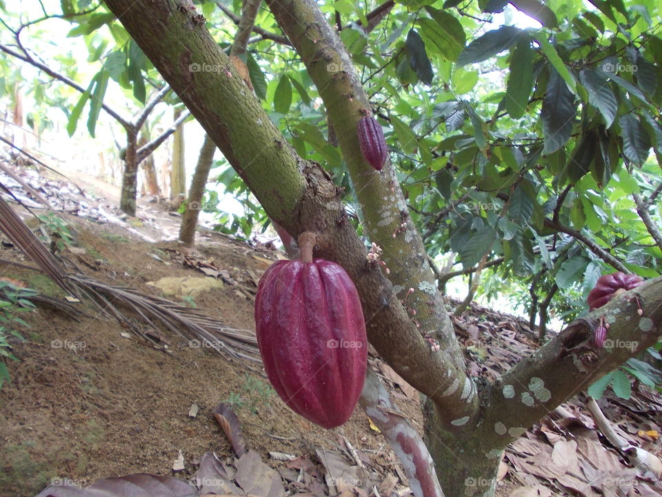 Cocoa trees 