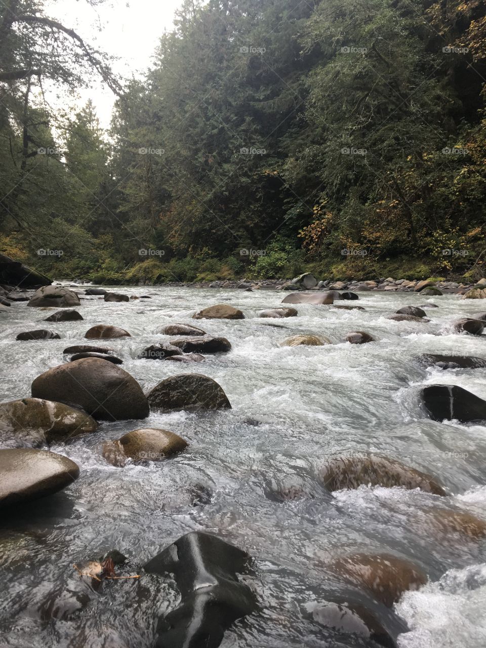 Carbon River down Mount Rainier 