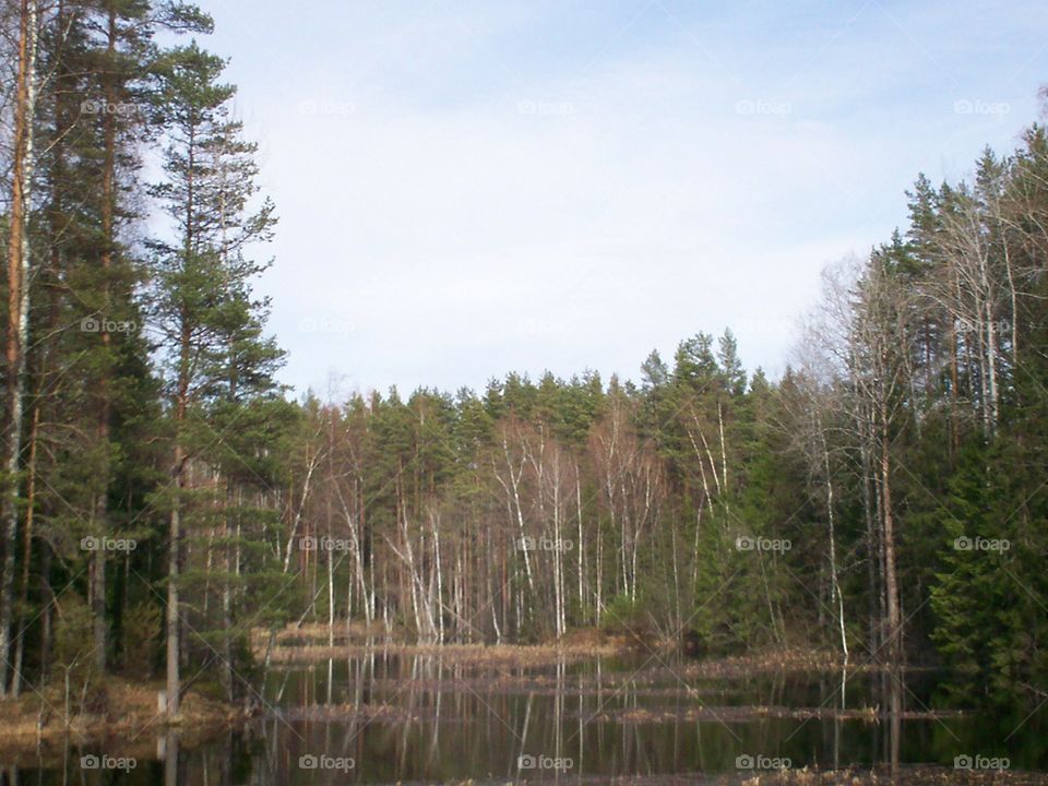 Forest and lake