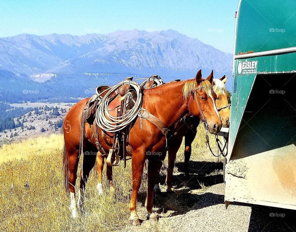 Horses saddled and ready to ride in the mountains