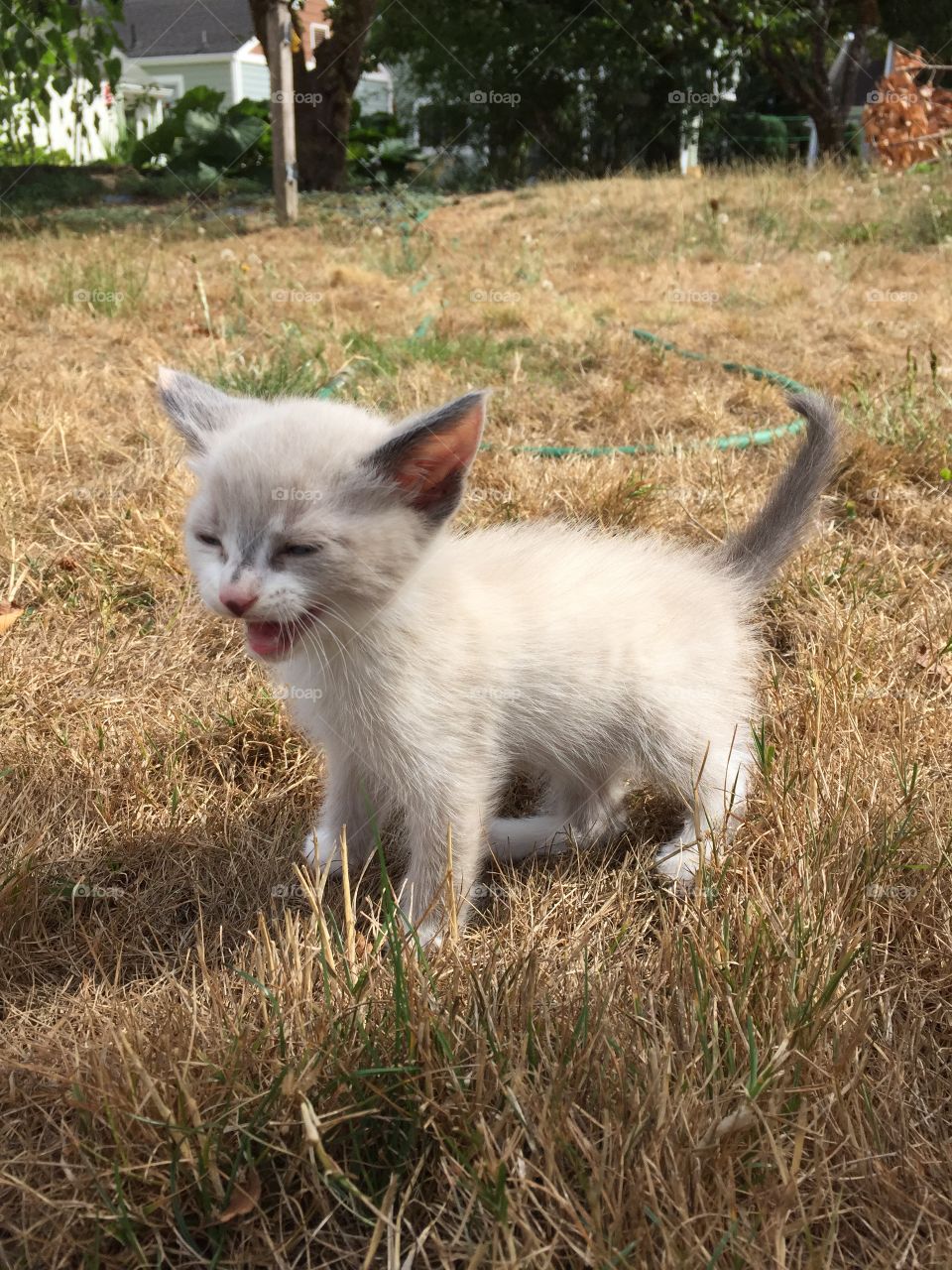 Meowing baby kitten in the grass