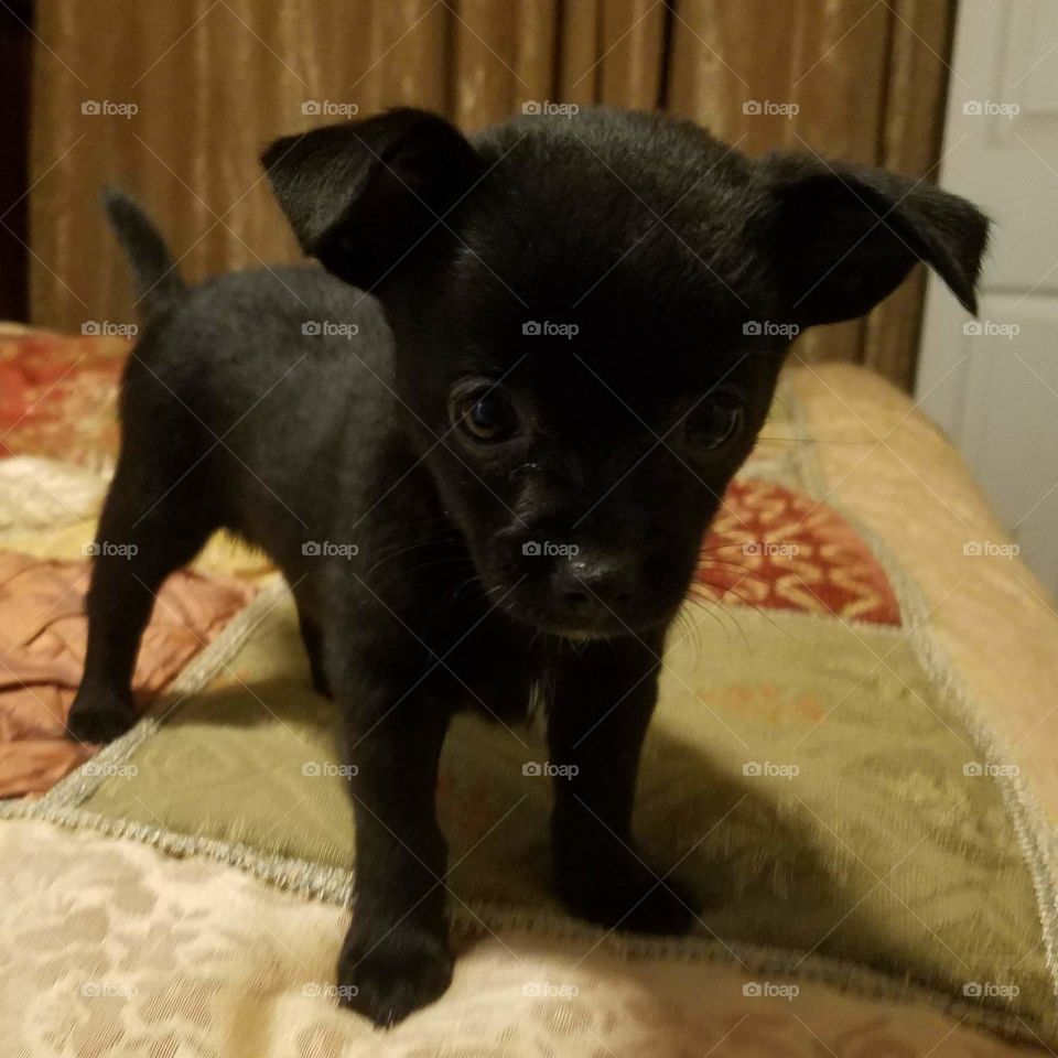 my tiny black chipoo