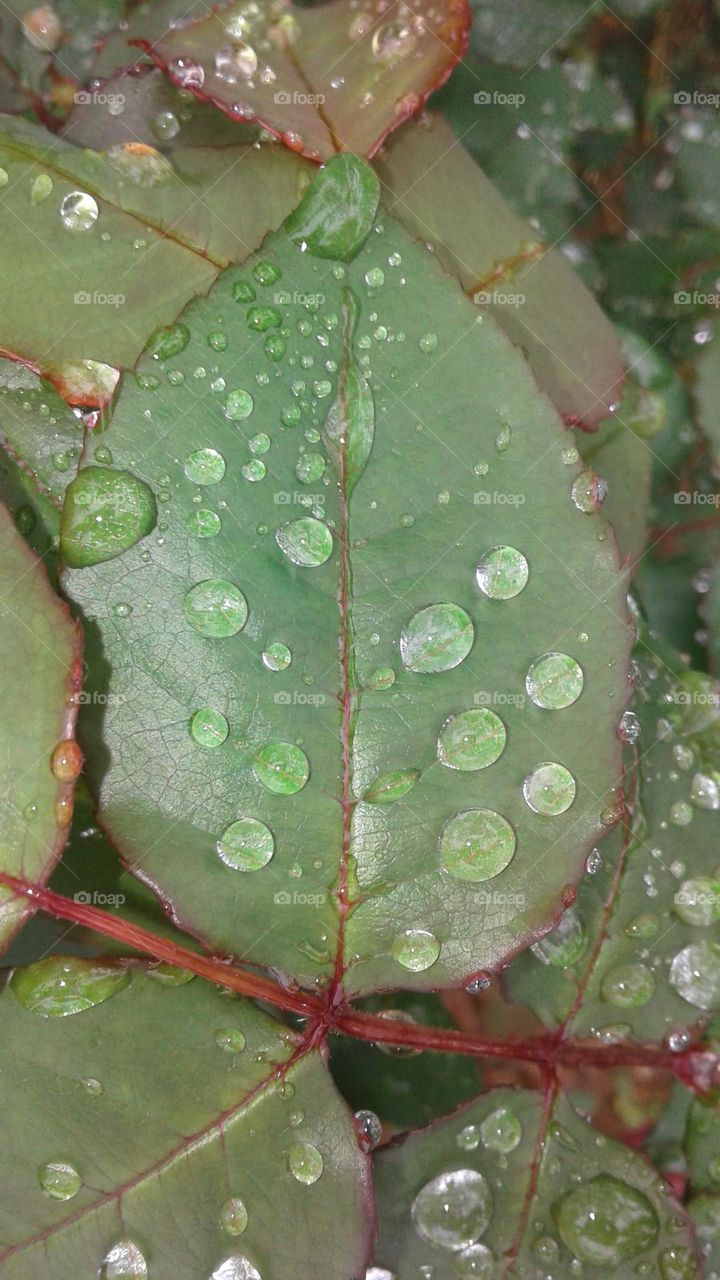 water drops