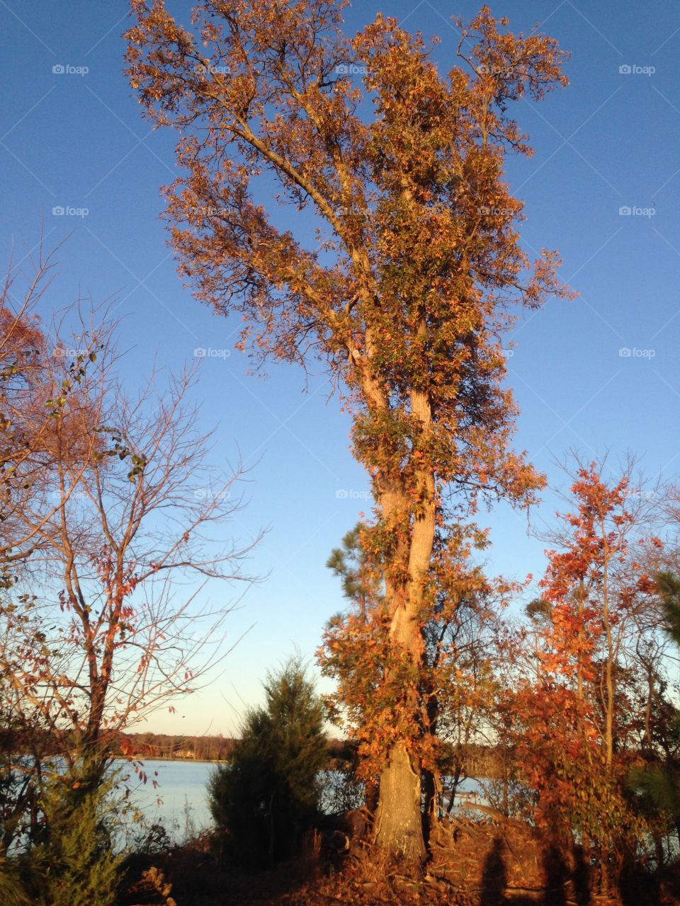 Thanksgiving foliage in Williamsburg, VA