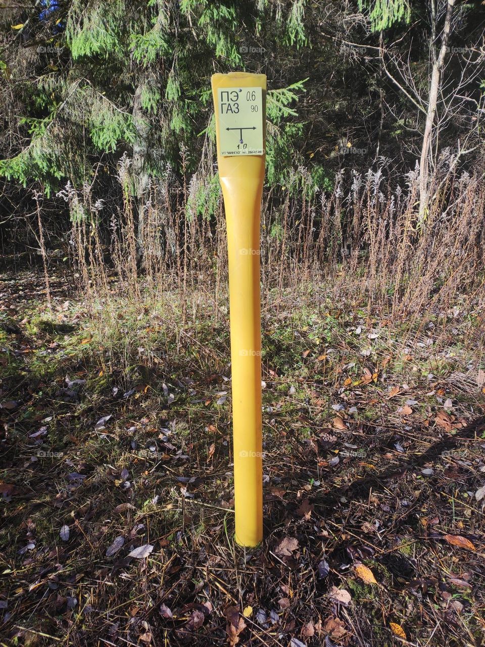 Yellow post in the forest