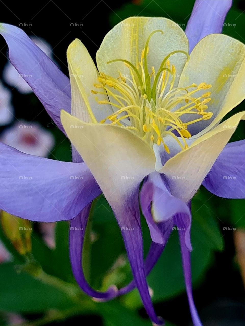 Complementary colors