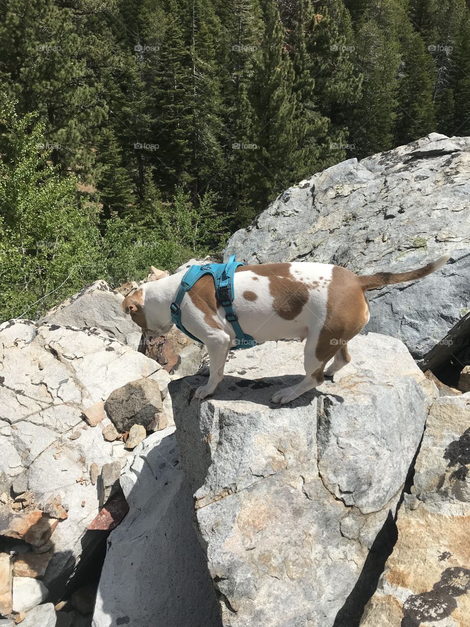 Mountain dog 