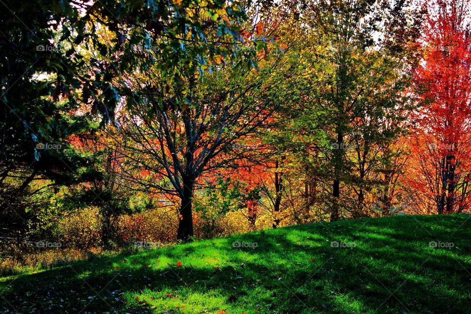 An Autumn afternoon 