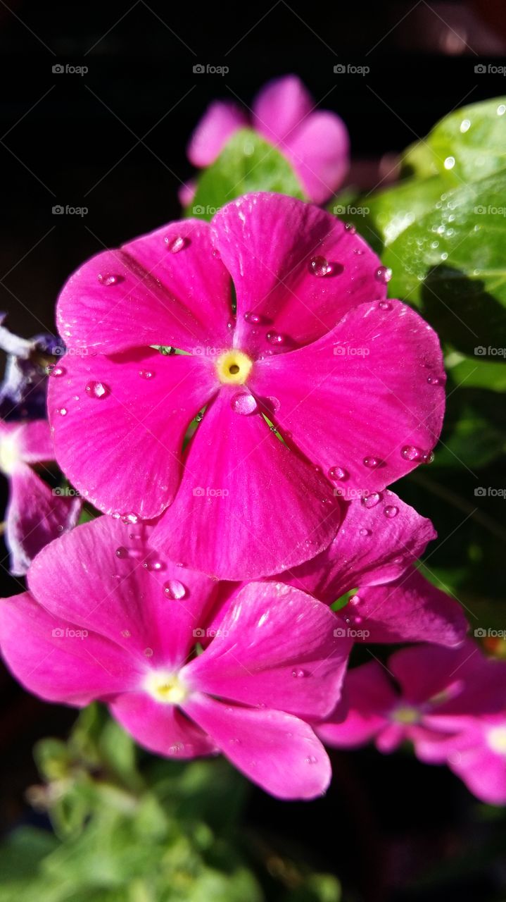 ref flower and water drop