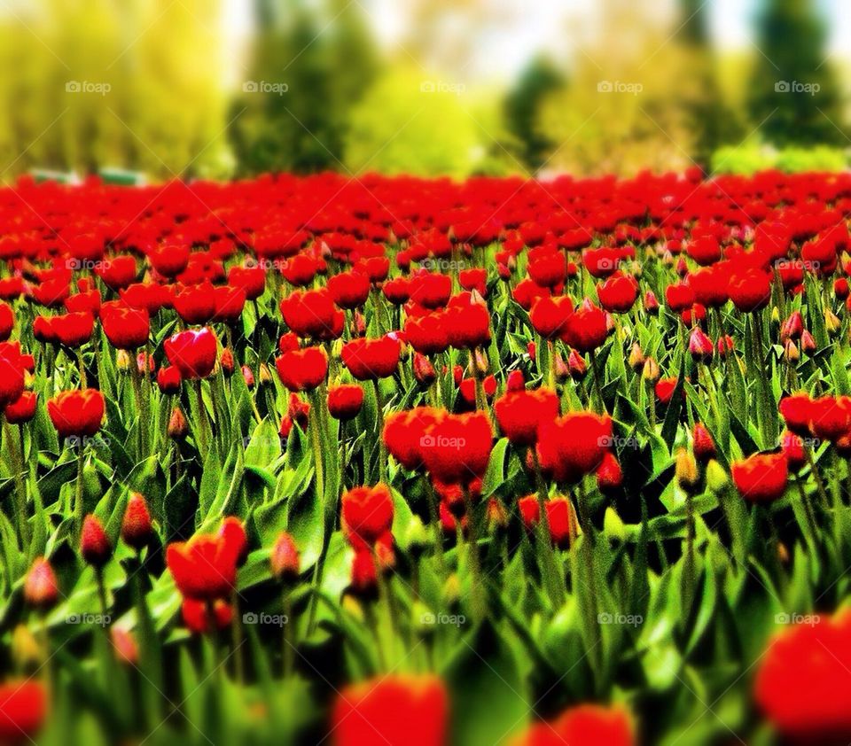 Red tulips