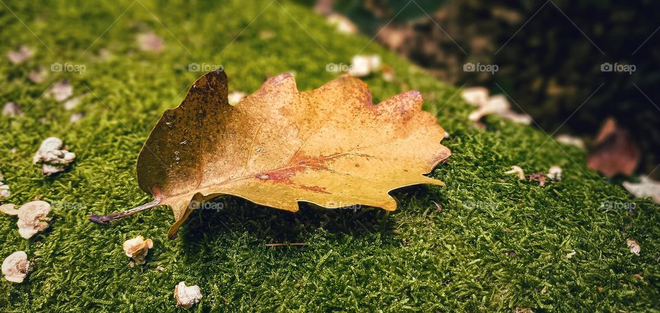 Autumn photo number 2