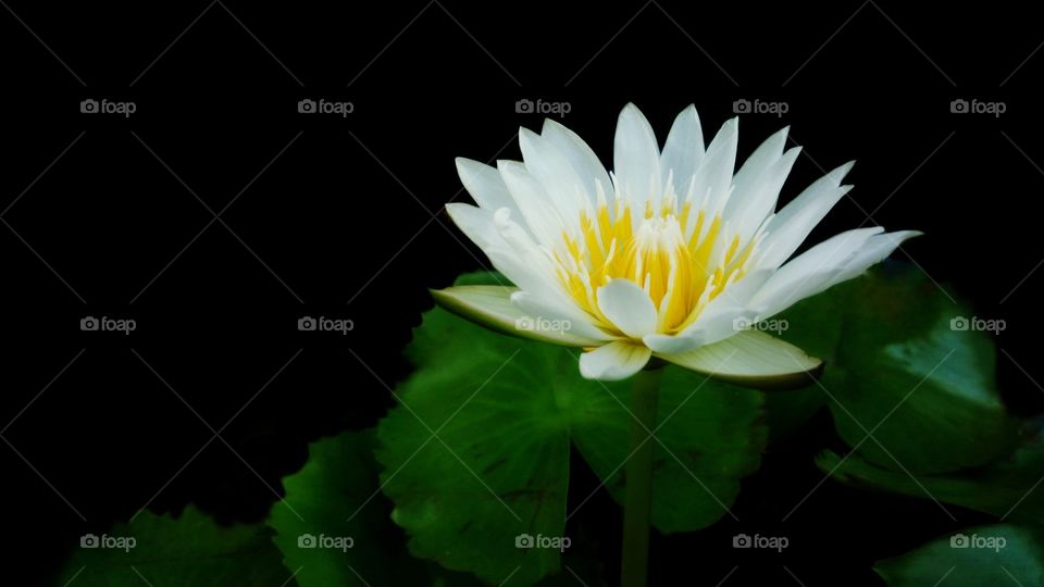 White lotus flowers with green leaves and black background