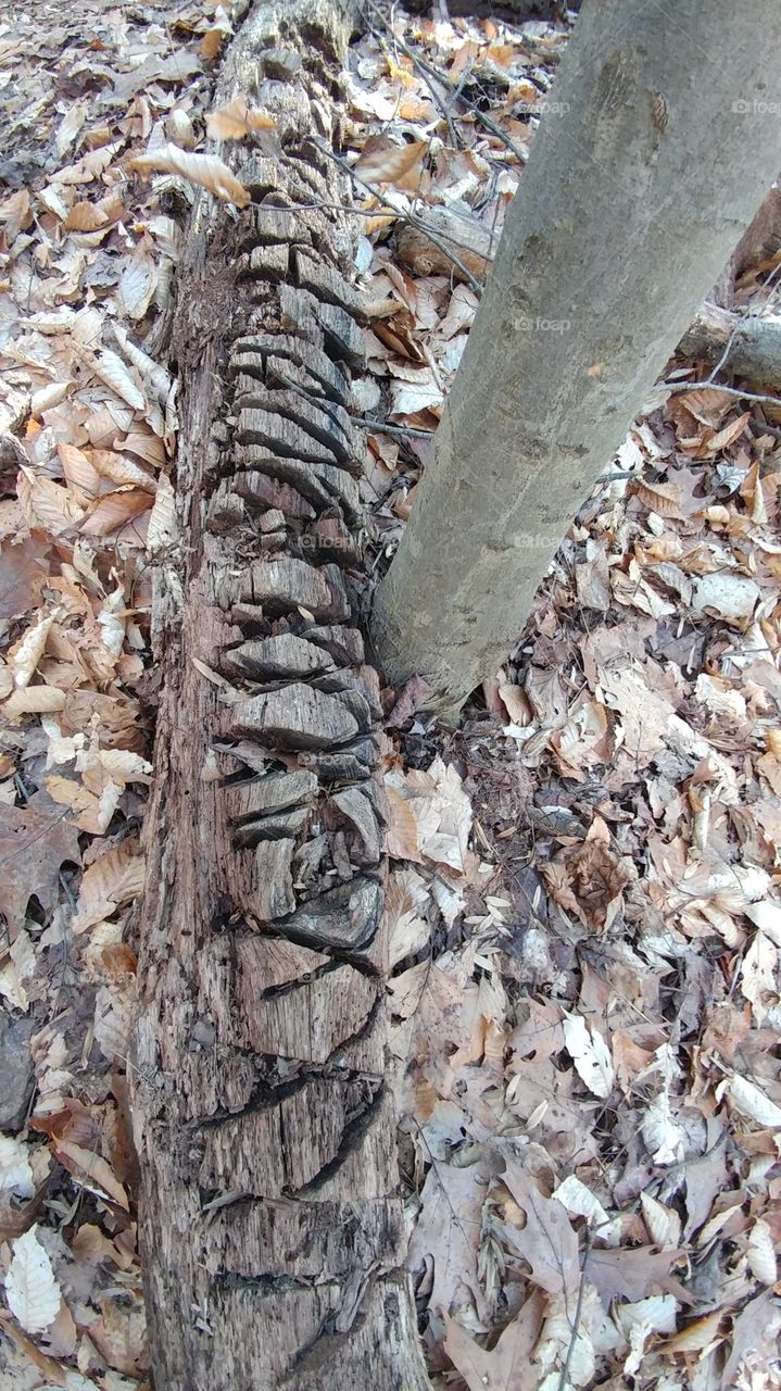 textured bark