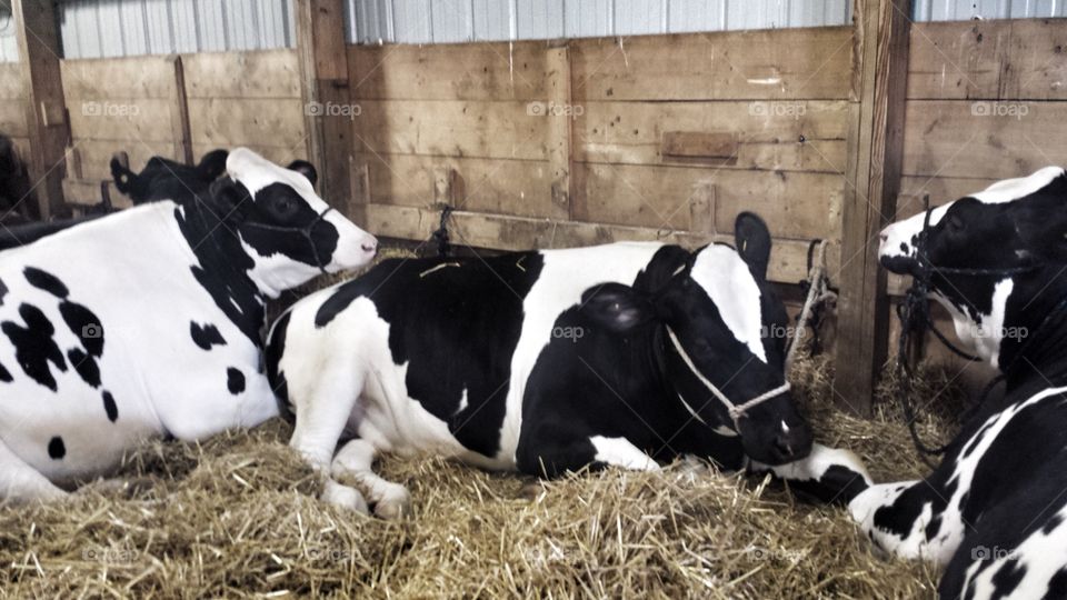 Farm Animals. Show Cattle at the Fair