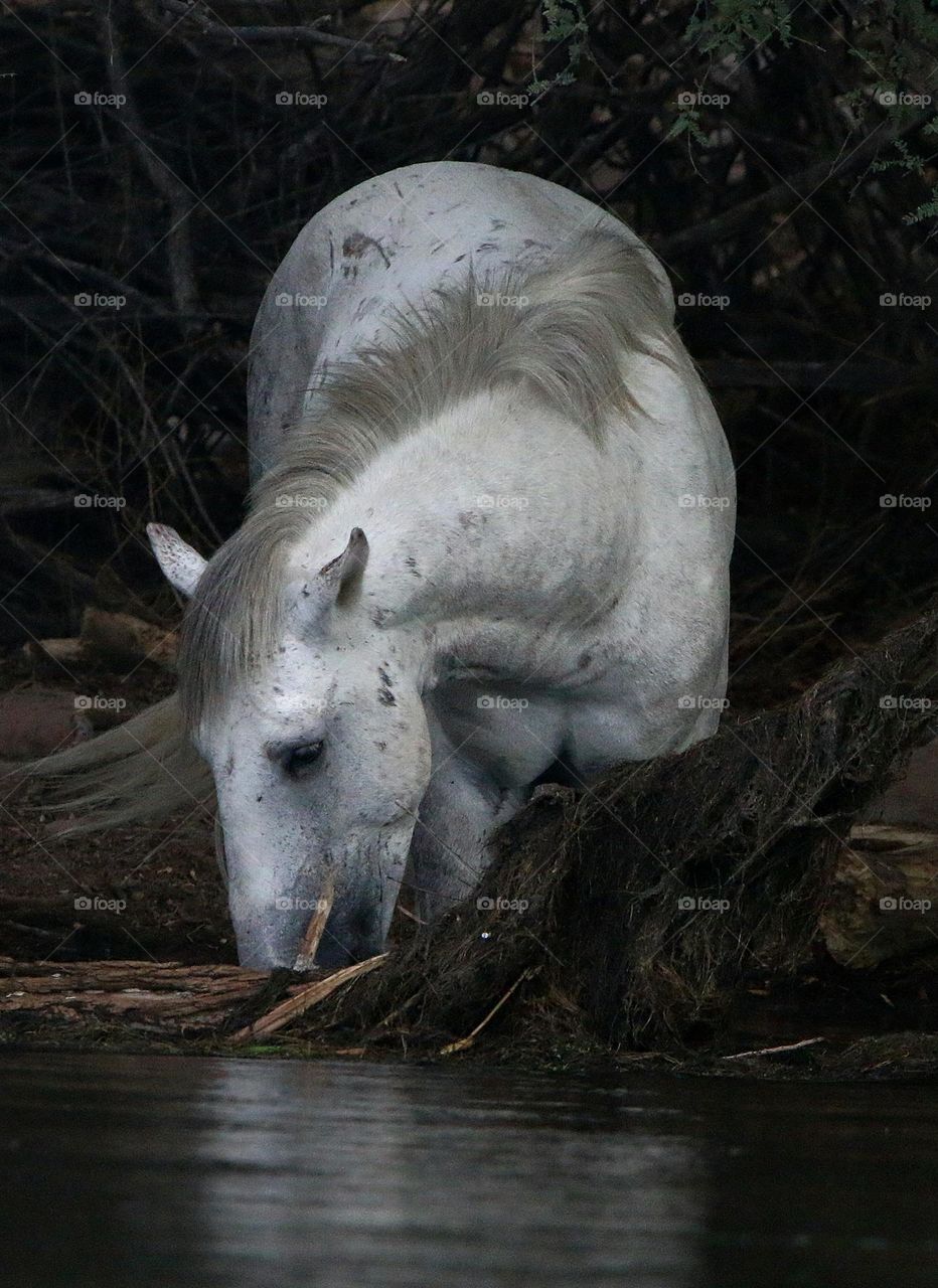 Wild Horse at the River