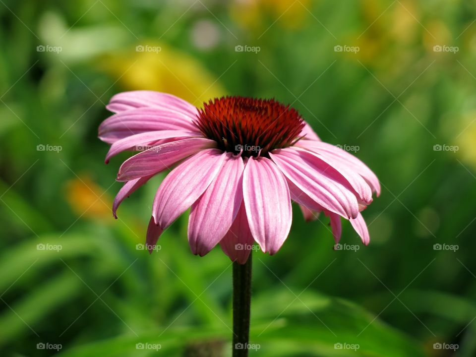 Single Centered Pink Cone Flower in Front of Blurred Garden Foliage