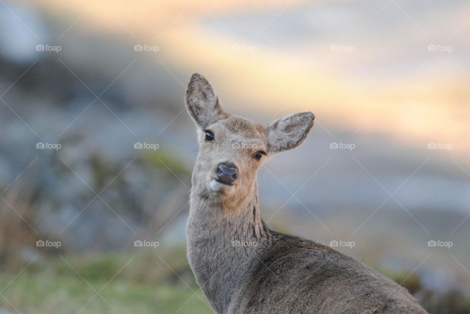 beautiful deer