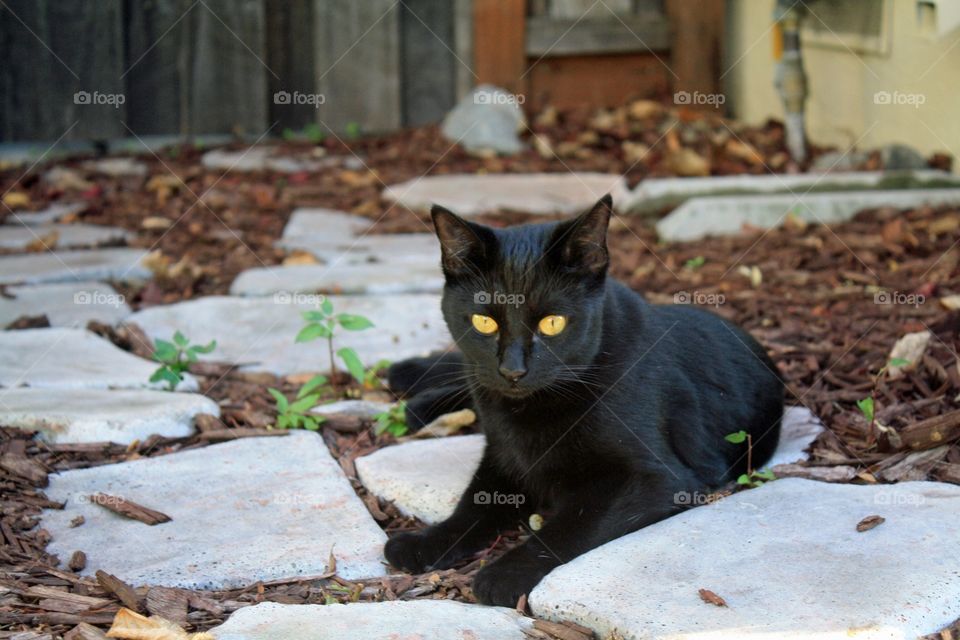Spooky the stray that our neighborhood adopted