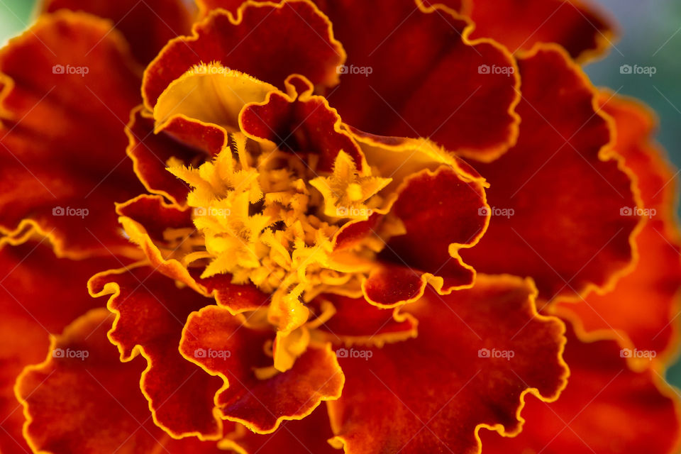Love the flowers within the flower of this marigold close up image. Red and yellow flower