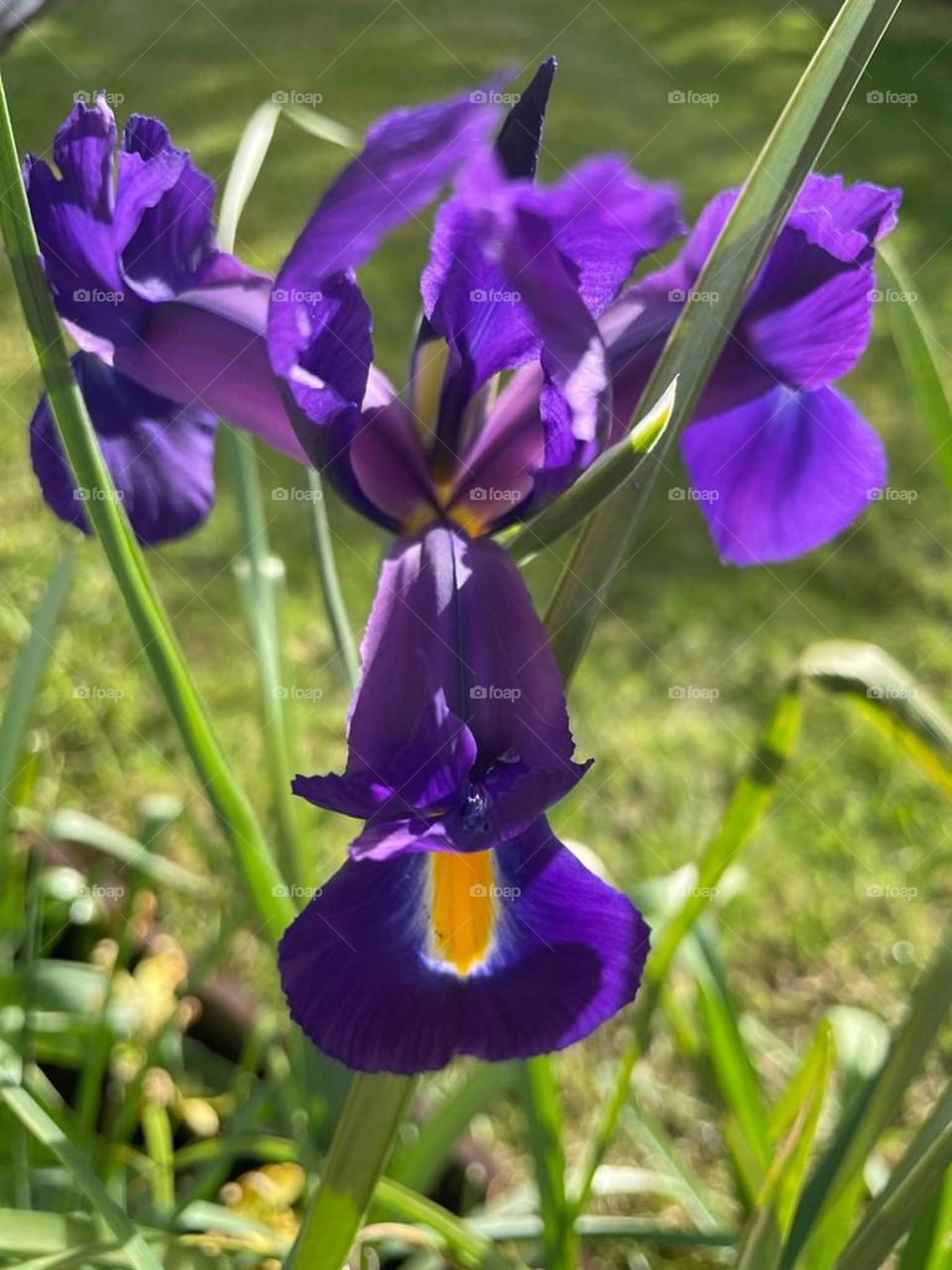 Blue iris