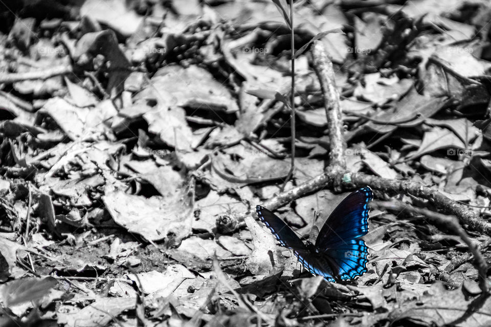 Beautiful blue butterfly in selective color with a back and white background.