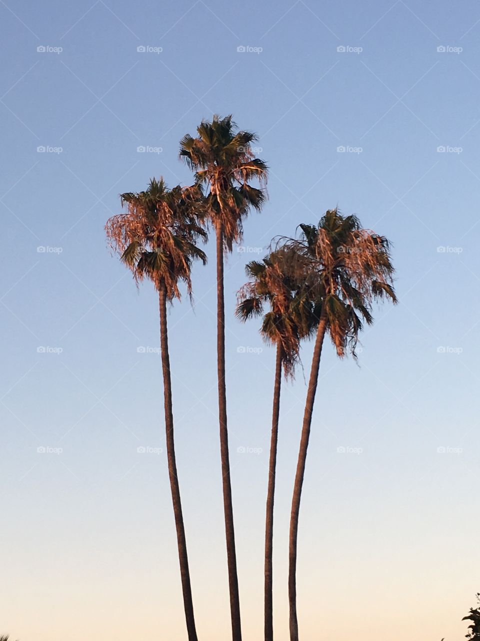 Palm trees