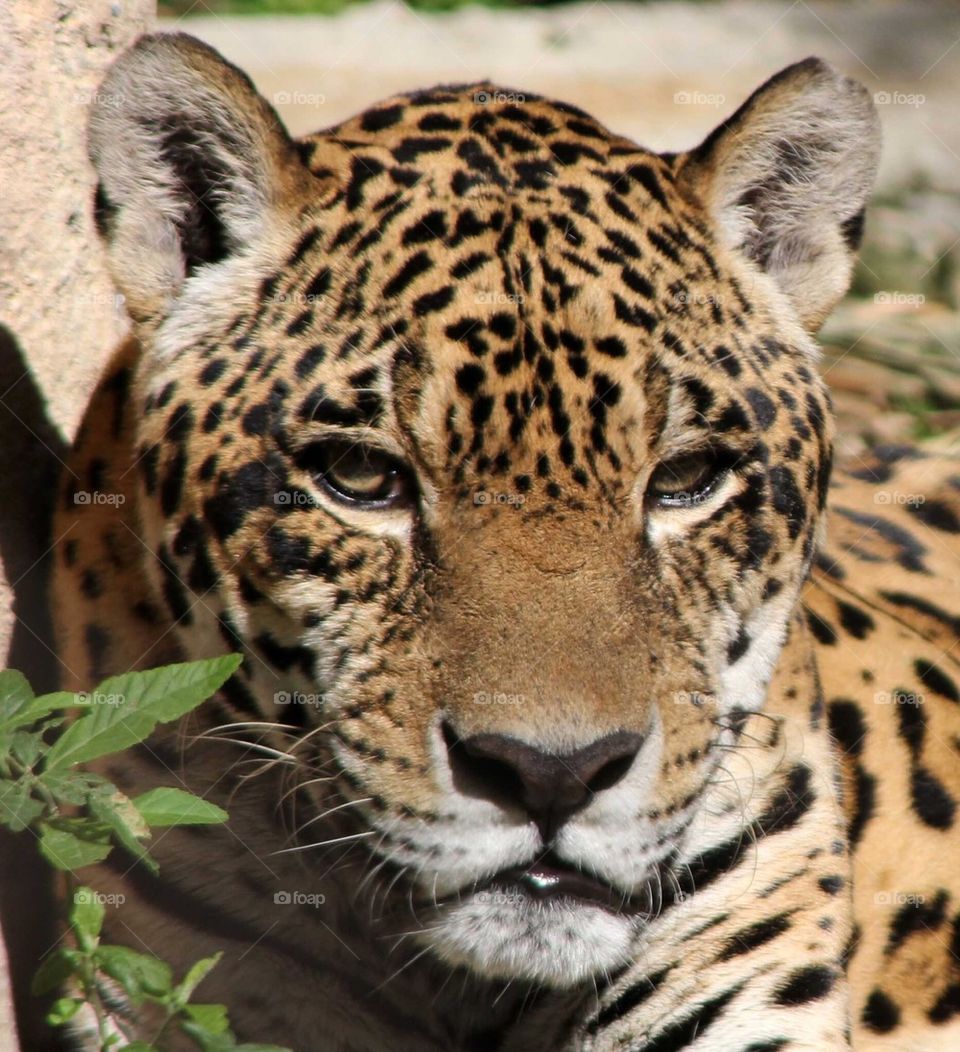 Close-up of a jaguar