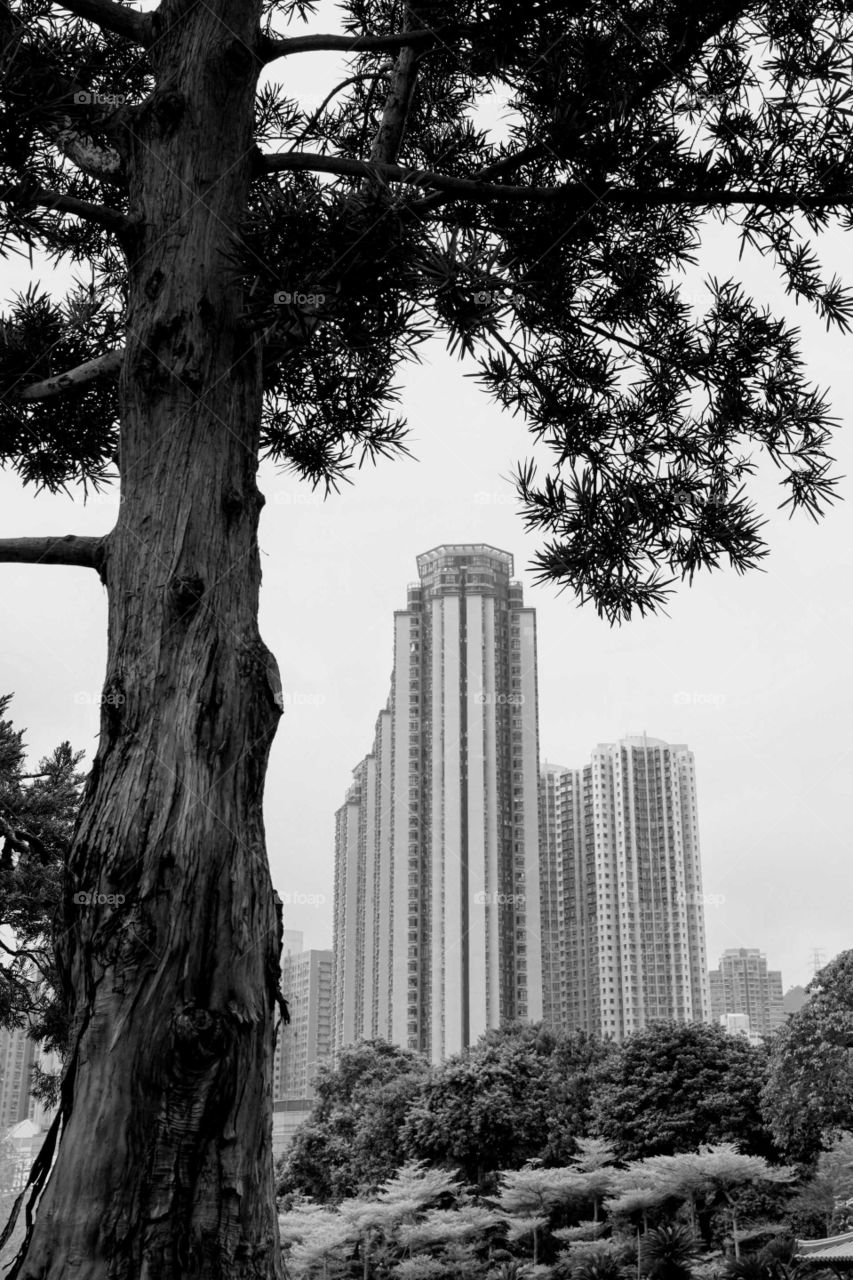 the tree and buildings