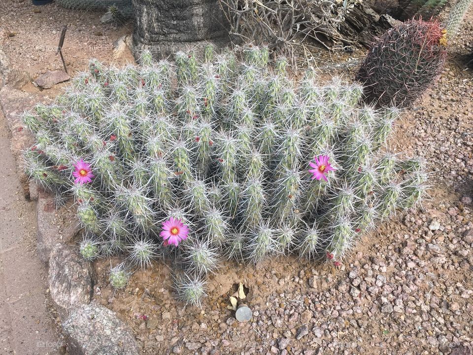 Flowering cactus