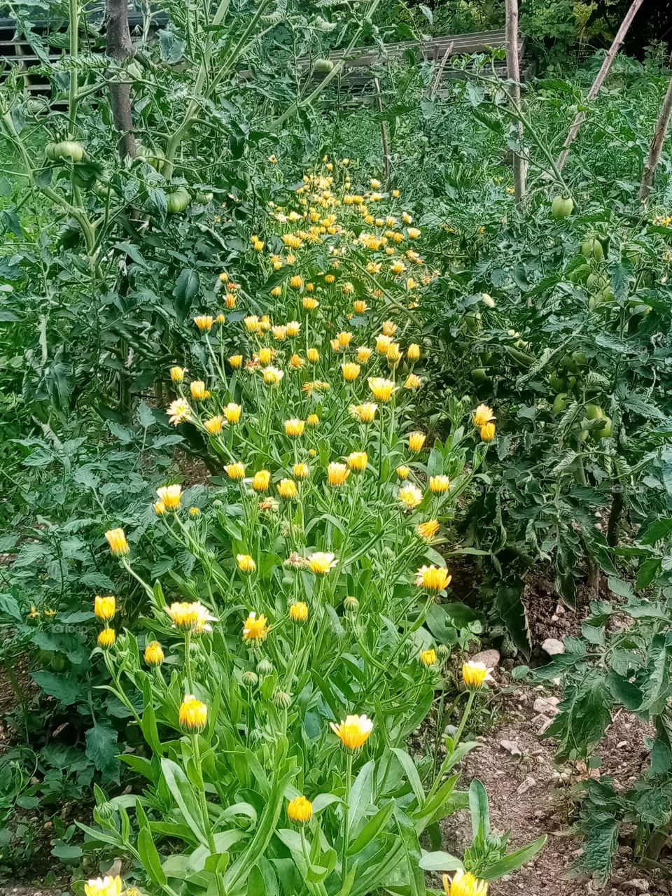 Permacultural garden