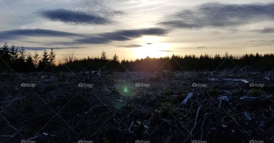 Sunset over a clear cut in the woods