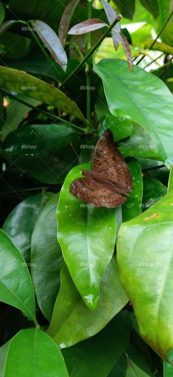 Euthalia aconthea common baron often referred to simply as baron is a medium-sized nymphalid butterfly