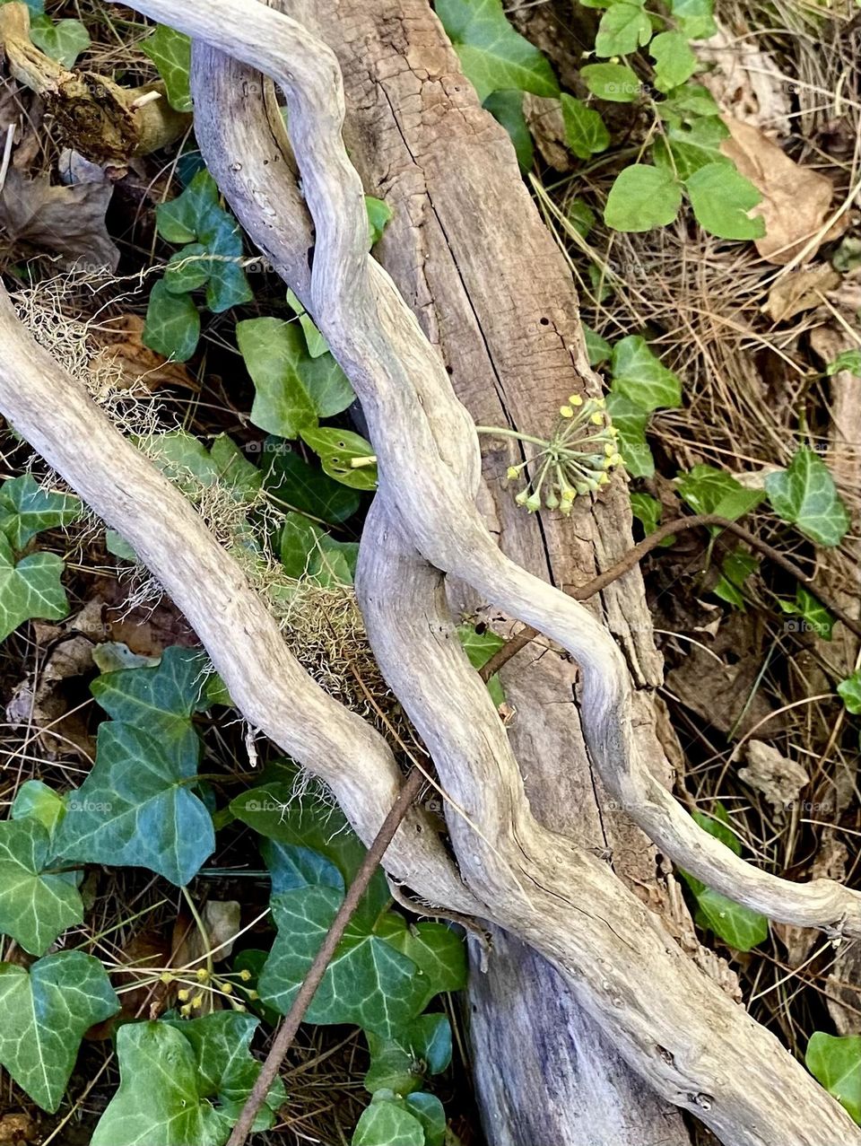 Dried vines seen on a walk in the woods 