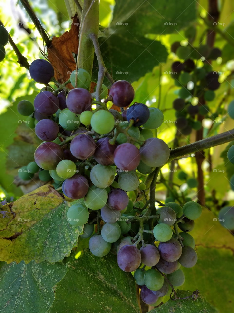 growing grapes