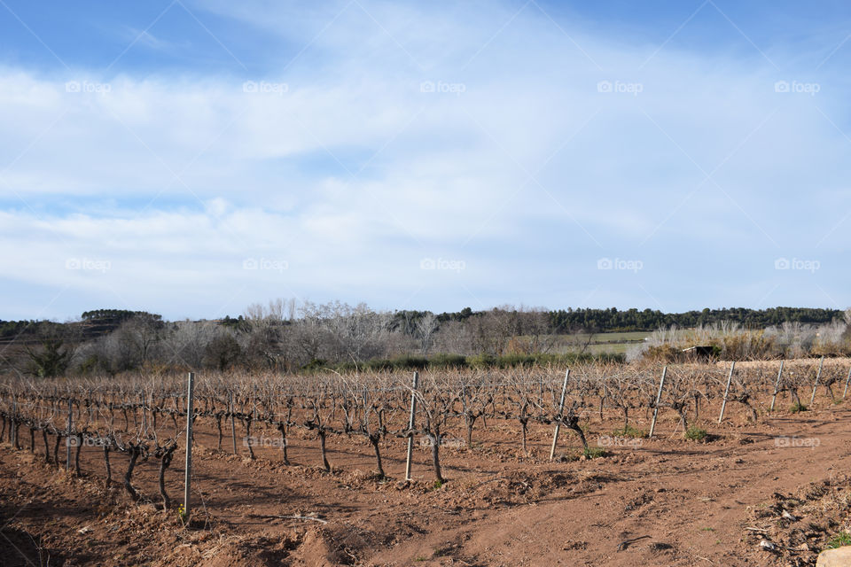 Vineyards in Vila-rodona village