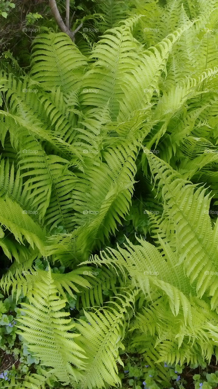 fern leaves　シダ