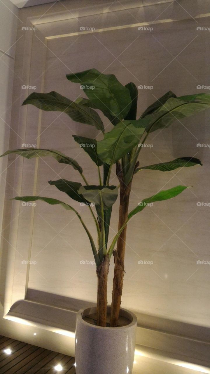 tree, ornamental tree, indoor ornamental tree, swimming pool tree.