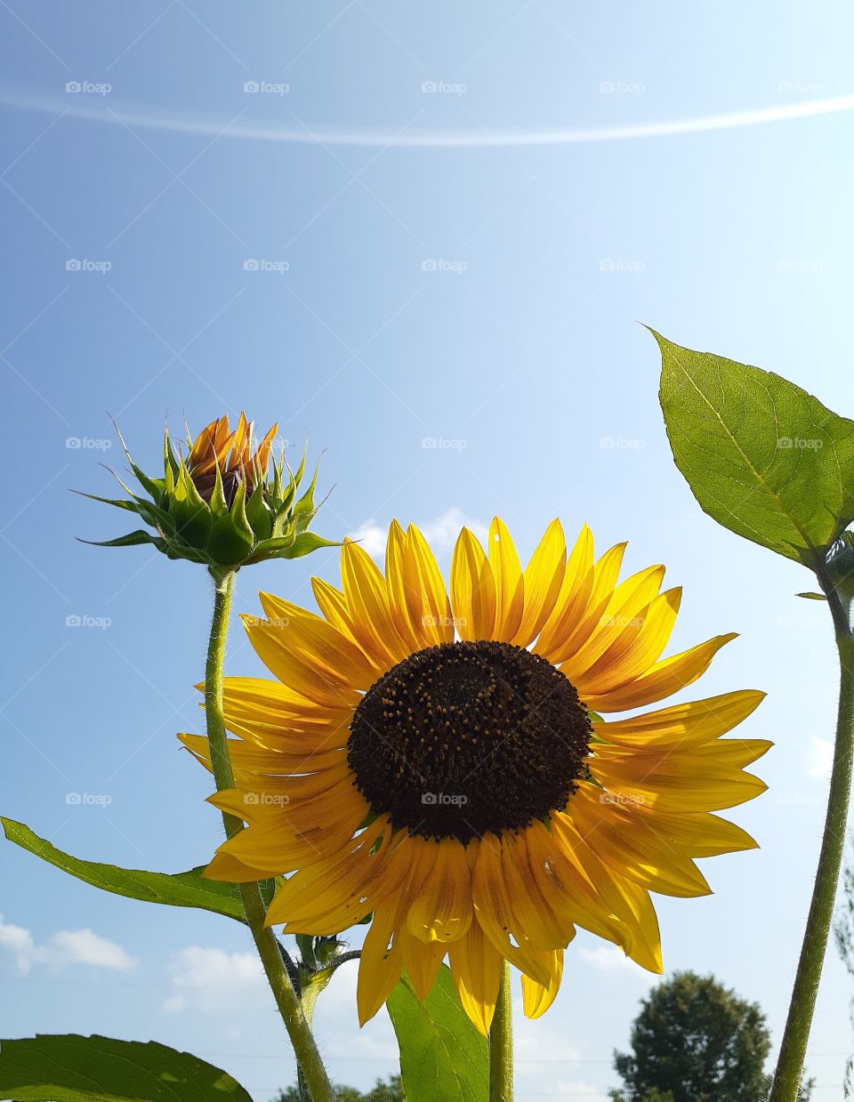 Sunflowers Flare