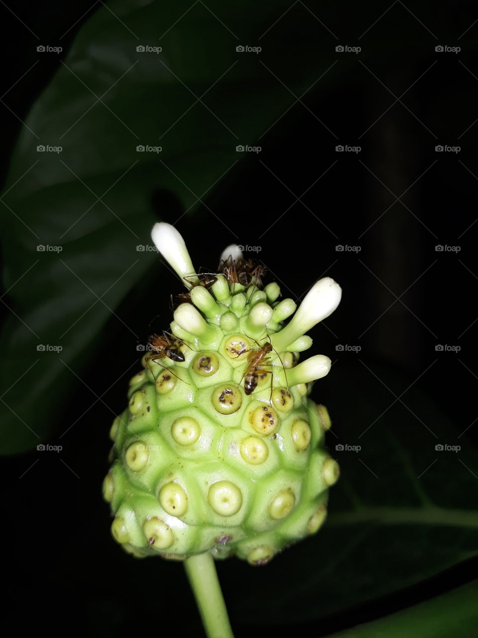 ants on noni
