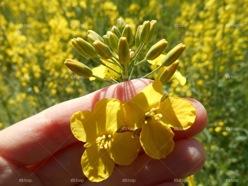 rapeseed yellow flowers in hand nature lover