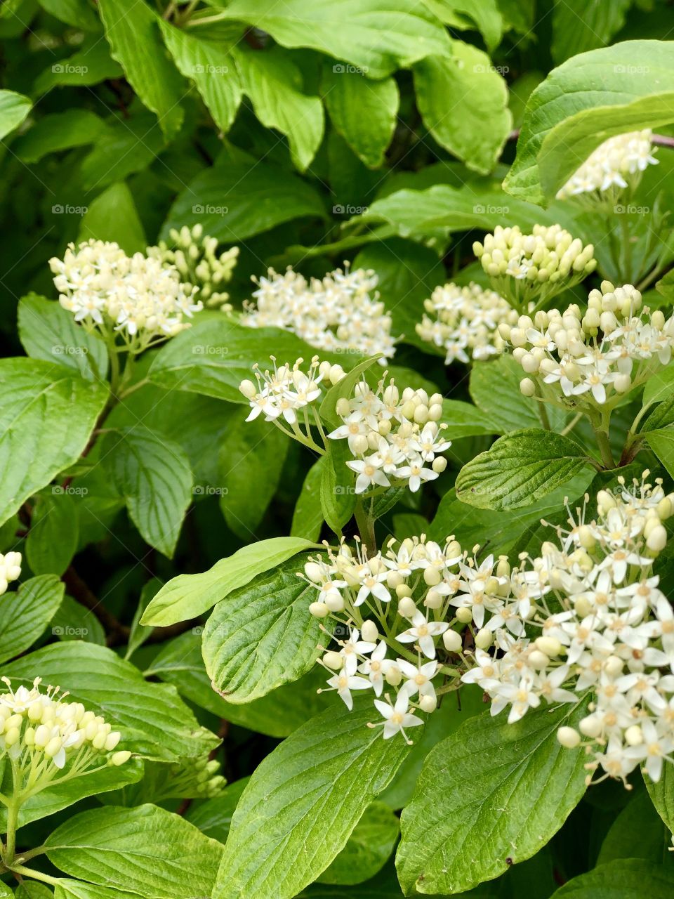Clusters of white flowers 