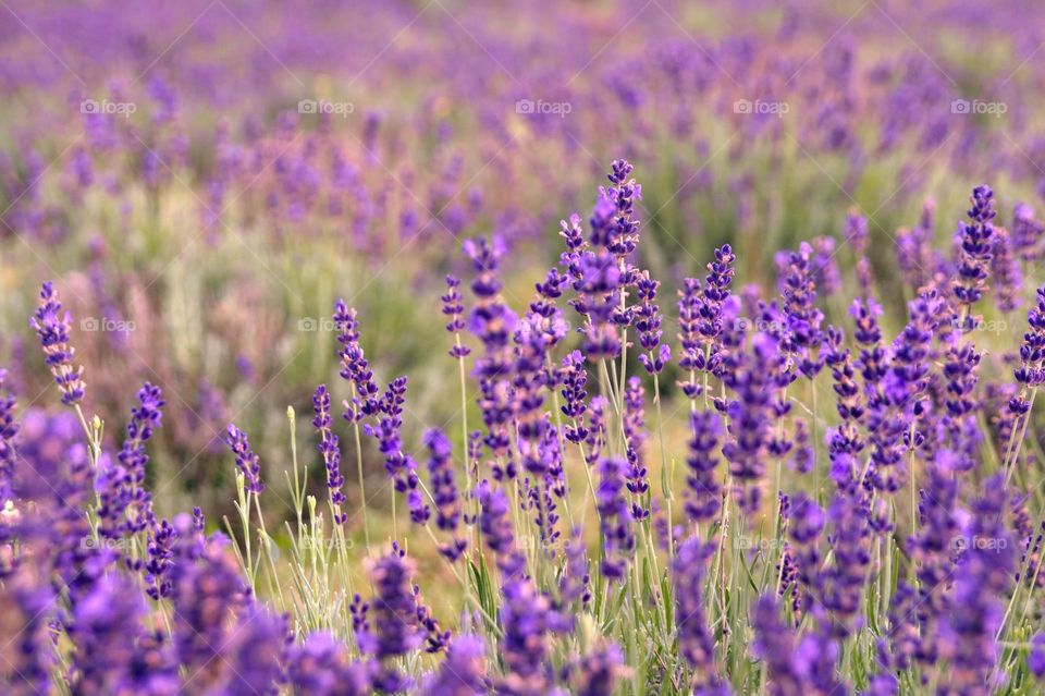 lavender field