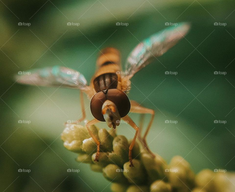 A wild insect is similar to a bee