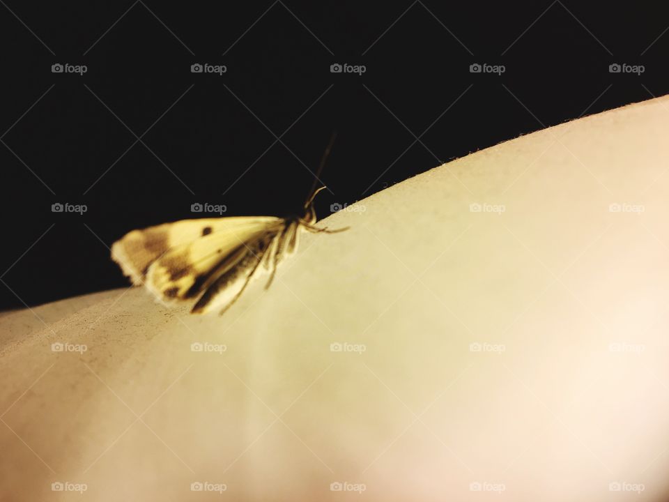 Insect, Nature, Butterfly, Invertebrate, No Person