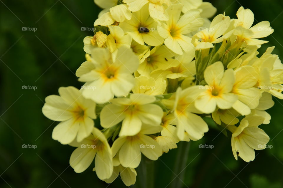 Forest cowslip